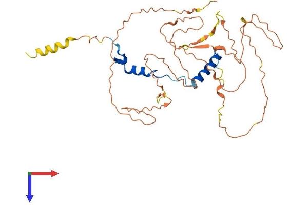 NFYA Protein (AA 1-347) (His tag)