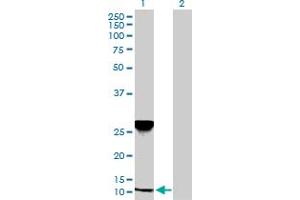 Western Blot analysis of NDUFA5 expression in transfected 293T cell line by NDUFA5 MaxPab polyclonal antibody. (NDUFA5 Antikörper  (AA 1-116))
