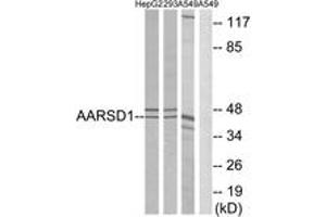 Western blot analysis of extracts from A549/293/HepG2 cells, using AARSD1 Antibody.