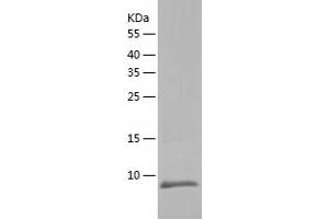 Western Blotting (WB) image for Sec61 beta Subunit (SEC61B) (AA 1-70) protein (His tag) (ABIN7124994) (SEC61B Protein (AA 1-70) (His tag))