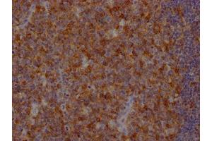 IHC image of ABIN7127483 diluted at 1:100 and staining in paraffin-embedded human tonsil tissue performed on a Leica BondTM system. (Rekombinanter FAS Antikörper)