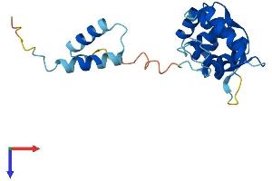 ROPN1 Protein (AA 1-212) (His tag)