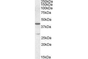 Western Blotting (WB) image for Chromobox Homolog 8 (CBX8) peptide (ABIN369764)