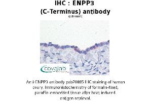 Image no. 1 for anti-Ectonucleotide pyrophosphatase/phosphodiesterase 3 (ENPP3) (C-Term) antibody (ABIN1734046) (ENPP3 Antikörper  (C-Term))
