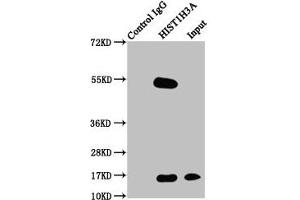 Immunoprecipitating HIST1H3A in Hela whole cell lysate Lane 1: Rabbit control IgG instead of ABIN7139628 in Hela whole cell lysate. (HIST1H3A Antikörper  (pThr3))