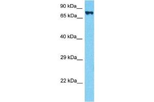 Western Blotting (WB) image for anti-Hepatocyte Growth Factor (Hepapoietin A, Scatter Factor) (HGF) (N-Term) antibody (ABIN2781816)