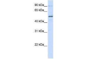 ZNF275 antibody used at 0. (ZNF275 Antikörper  (N-Term))