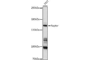 Western blot analysis of extracts of 293T cells, using Raptor antibody (ABIN7269901) at 1:1000 dilution. (Raptor Antikörper)