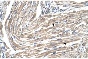 Immunohistochemical staining (Formalin-fixed paraffin-embedded sections) of human muscle with MGST2 polyclonal antibody . (MGST2 Antikörper  (AA 1-50))