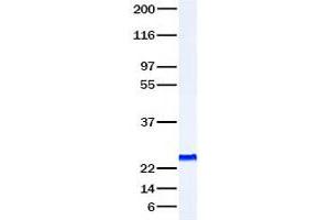 Validation with Western Blot (Persephin Protein (PSPN))