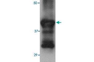 Western blot analysis of 25 ng of recombinant Hemagglutinin with Hemagglutinin monoclonal antibody, clone 4E10C10  at 2. (Hemagglutinin Antikörper  (AA 17-338))