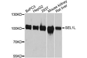 Western blot analysis of extracts of various cell lines, using SEL1L antibody. (SEL1L Antikörper  (AA 22-190))