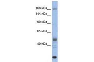 Image no. 1 for anti-Chromodomain Helicase DNA Binding Protein 1 (CHD1) (AA 1331-1380) antibody (ABIN6742464) (CHD1 Antikörper  (AA 1331-1380))