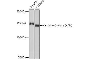 XDH Antikörper
