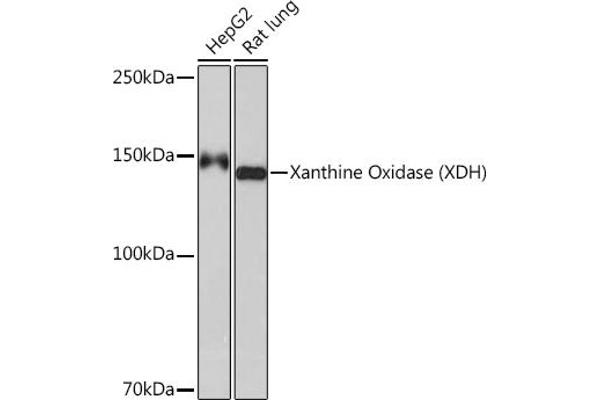 XDH Antikörper