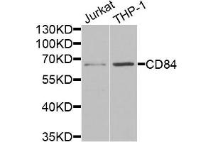 Western blot analysis of extracts of Jurkat and THP1 cells, using CD84 antibody. (CD84 Antikörper)