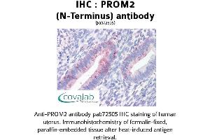 Image no. 1 for anti-Prominin 2 (PROM2) (N-Term) antibody (ABIN1738405) (Prominin 2 Antikörper  (N-Term))