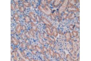 IHC-P analysis of Mouse Kidney Tissue, with DAB staining. (HEXB Antikörper  (AA 101-217))