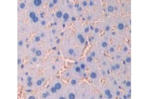 IHC-P analysis of Mouse Tissue, with DAB staining. (Claudin 3 Antikörper  (AA 30-159))