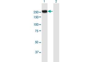 Western Blot analysis of MYH4 expression in transfected 293T cell line by MYH4 MaxPab polyclonal antibody. (MYH4 Antikörper  (AA 1-1939))