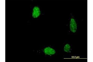 Immunofluorescence of purified MaxPab antibody to PIR on HeLa cell.