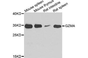 Western blot analysis of extract of various cells, using GZMA antibody. (GZMA Antikörper)