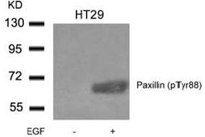 Image no. 2 for anti-Paxillin (PXN) (pTyr88) antibody (ABIN401592) (Paxillin Antikörper  (pTyr88))