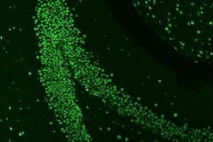 IF analysis of HnRNP A1 using anti-HnRNP A1 antibody (ABIN4886621). (HNRNPA1 Antikörper  (N-Term))