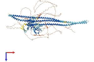 SLK Protein (AA 1-1235) (His tag)