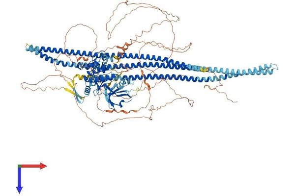 SLK Protein (AA 1-1235) (His tag)