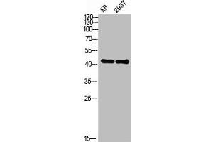 Western blot analysis of KB 293T lysis using EDG-2 antibody. (LPAR1 Antikörper  (N-Term))