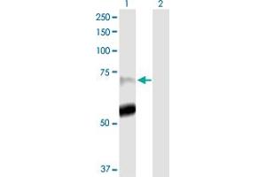 Western Blot analysis of PADI4 expression in transfected 293T cell line by PADI4 MaxPab polyclonal antibody.