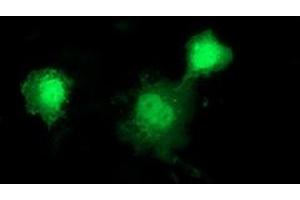 Anti-DNAJB1 mouse monoclonal antibody (ABIN2454060) immunofluorescent staining of COS7 cells transiently transfected by pCMV6-ENTRY DNAJB1 (RC201762). (DNAJB1 Antikörper)