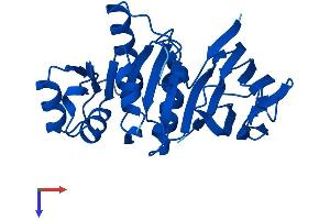TPK1 Protein (AA 1-243) (His tag)