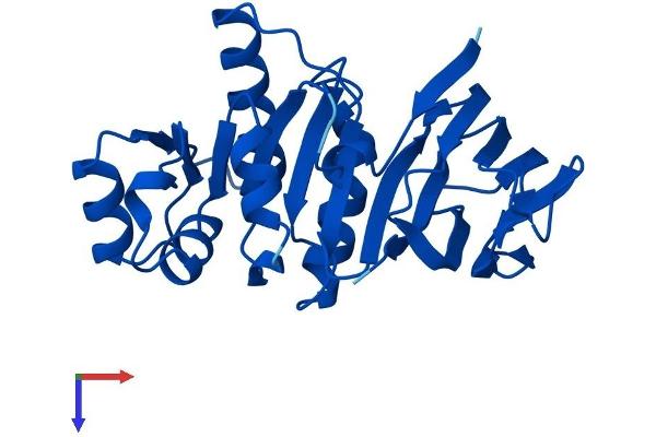 TPK1 Protein (AA 1-243) (His tag)