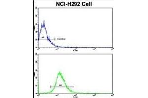 Flow cytometric analysis of NCI- cells using DPT Antibody (Center)(bottom histogram) compared to a negative control cell (top histogram).