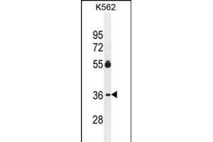 ESSPL Antibody (Center) (ABIN655436 and ABIN2844971) western blot analysis in K562 cell line lysates (35 μg/lane). (ESSPL Antikörper  (AA 85-114))