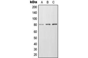 Western blot analysis of Frizzled 6 expression in MCF7 (A), Raw264. (FZD6 Antikörper  (Center))
