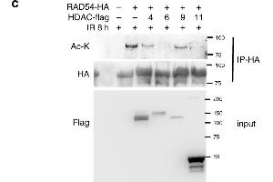 RAD54 acetylation is important for BRD9 recognition and HR activity. (Acetylated Lysine Antikörper)