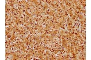 IHC image of nforHU diluted at 1:20 and staining in paraffin-embedded human adrenal gland tissue performed on a Leica BondTM system. (HIST1H1E Antikörper  (AA 57-69))