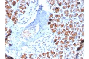 Formalin-fixed, paraffin-embedded human Pancreas stained with BARX1 Mouse Monoclonal Antibody (BARX1/2759).