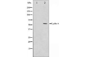 Western blot analysis on COS7 cell lysate using Cyclin A Antibody,The lane on the left is treated with the antigen-specific peptide. (Cyclin A Antikörper)
