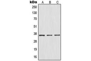 Western blot analysis of IKB alpha (pS32/S36) expression in HepG2 TNFa-treated (A), Raw264.