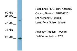 WB Suggested Anti-HDGFRP3  Antibody Titration: 0. (HDGFRP3 Antikörper  (Middle Region))