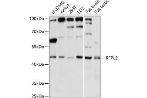 Western blot analysis of extracts of various cell lines, using RFPL2 antibody (ABIN7269923) at 1:3000 dilution. (RFPL2 Antikörper  (AA 50-150))