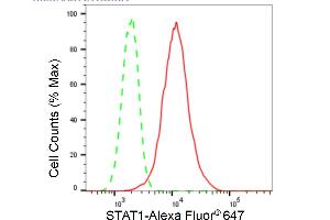 Flow cytometric analysis of STAT1 expression in H9c2 cells using STAT1 antibody (ABIN7800337), 1:2,000). (Rekombinanter STAT1 Antikörper)