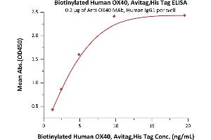 Immobilized A MAb, Human IgG1 at 2 μg/mL (100 μL/well) can bind Biotinylated Human OX40, Avitag,His Tag (ABIN5526607,ABIN5526608) with a linear range of 1-5 ng/mL (QC tested). (TNFRSF4 Protein (AA 29-216) (His tag,AVI tag,Biotin))