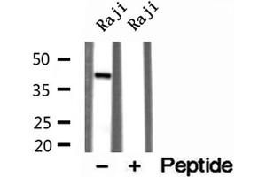 Western blot analysis of extracts of Raji cells, using TIA1 antibody. (TIA1 Antikörper  (Internal Region))