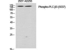 Western Blot (WB) analysis of specific cells using Phospho-PLC beta3 (S537) Polyclonal Antibody. (PLCB3 Antikörper  (pSer537))
