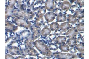 DAB staining on IHC-P; Samples: Mouse Kidney Tissue (PRODH Antikörper  (AA 398-551))